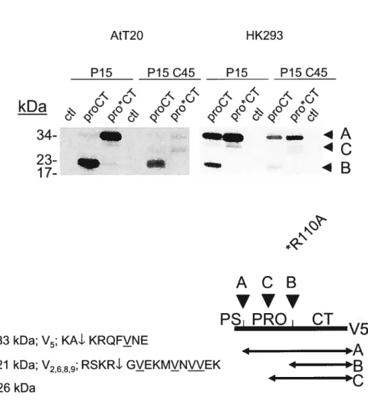 Figure 9: Clivage de proCT et pro*CT dans les cellules AtT2O et HK293