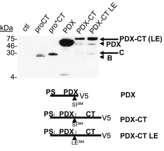 Figure 11: Stabilité du PDX, PDX-CT, PDX-CT LE, proCT et pro*CT dans les cellules AtT2O