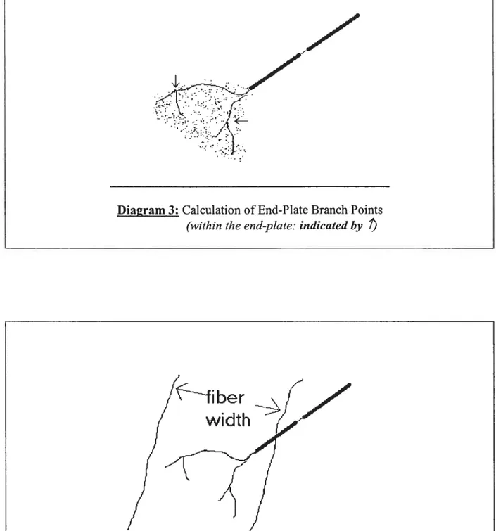 Diagram 4: Measurement offiber Width