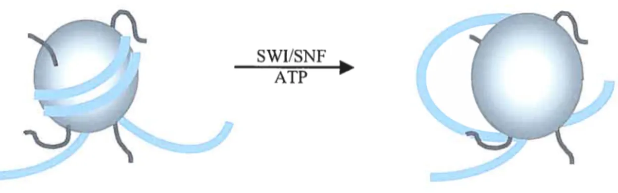 figure 2 schéma montrant le déplacement du « cote » du nucléosorne (l’octarnère des histones Cercle gris) par le complexe de remodelage de la chromatine SWI/SNF