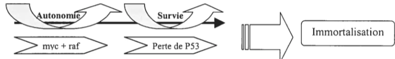 Figure 5 Le modèle proposé des rôles de P53 et des oncogènes myc et raf dans le processus de
