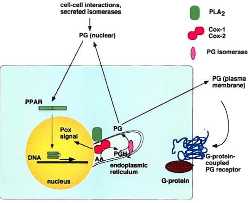 FIG. 4: Voie d’activation métabolique des isoenzymes COXs