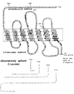 FIG. 6A Fonctions multiples de la partie 3’-UTR de l’ARNm. CPE (cytolasmic polyadenylation elements), ACE (adenylation control element).
