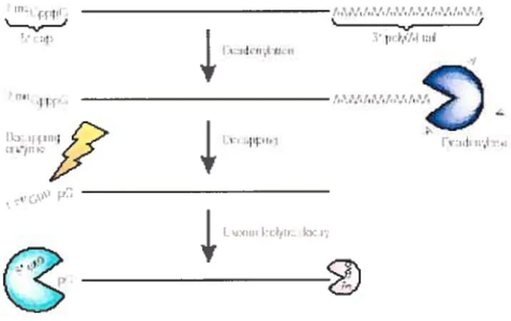 FIG. 63: Dégradation de l’ARNm dépendante de la déadénylation de la queue poly (A).