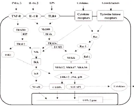 FIG. 7: Voies générales de signalisation responsables de l’induction du gène COX-2