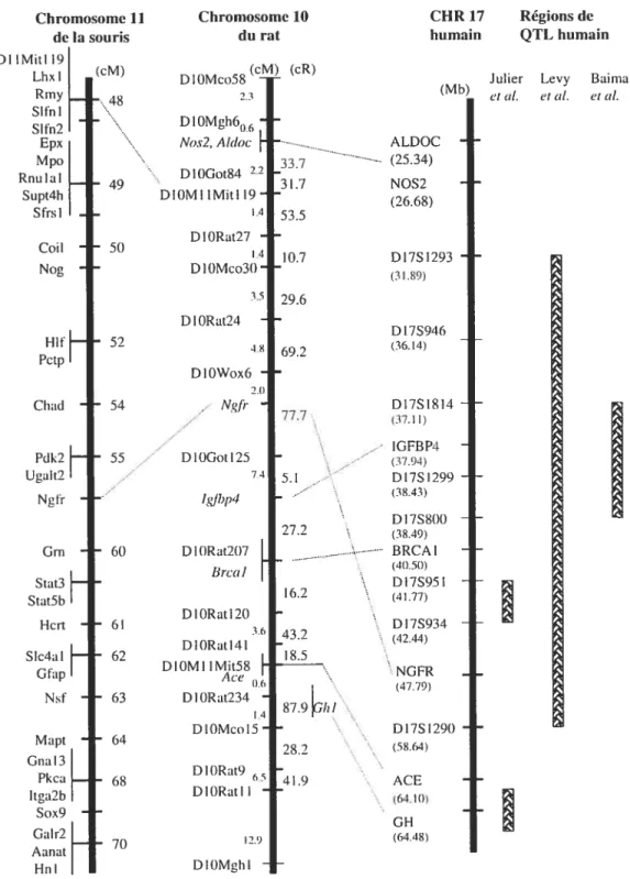 Figure 1.8 : Carte d’homologie enti-e le chr.10 du rat, le chr.l1 de la souris et le CHR 17 humain