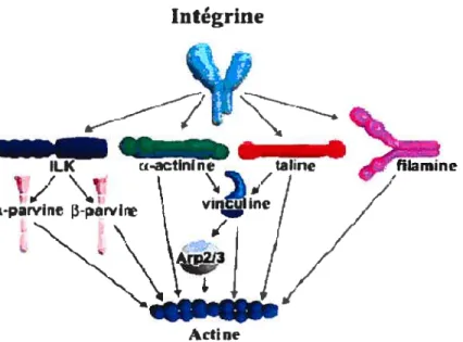 Figure 5 Les différents patrons par lesquets tes intégrines peuvent se lier au cytosquelette d’actine