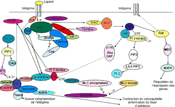 Figure 8 Différentes voies de signalisation impliquant la protéine FAK (modifiée de Longhurst et Jennings, 1998