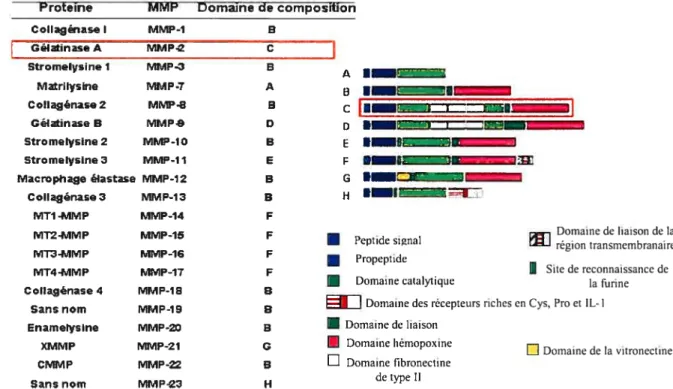 Figure 11 : Les différentes MMP et leurs domaines (modifiée de Nagase et Woessner, 1999)