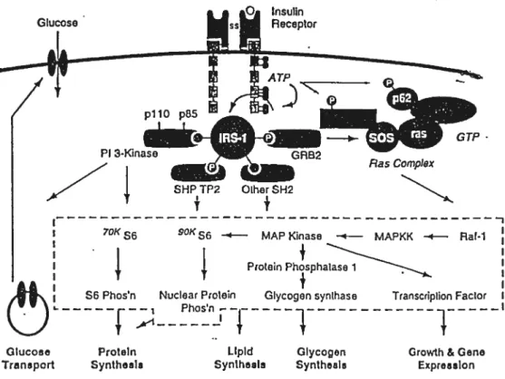 Figure 2. Downstream effects resulting from ïnsulin/insulin receptor interaction. [Kahn 1994]