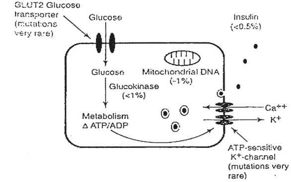 Figure 3. Genetic Uefects in Beta-Ceils in type 2 diabetes. [Kahn et al. 1996].