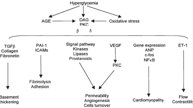 Figure 8. Hyperglycemia-induced activation of the DAG-PKC pathway. [Koya et aI. 1998]