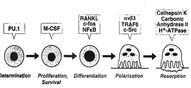 Figure 3. Différenciation des cellules souches en ostéoclates. La voie de dffe’renciation des ostéocÏastes nécessite le M-C’Sf pour assurer la prolfération et la survie des cellules tandis que RANKL et NfkB est nécessaire pour la dfférenciation.
