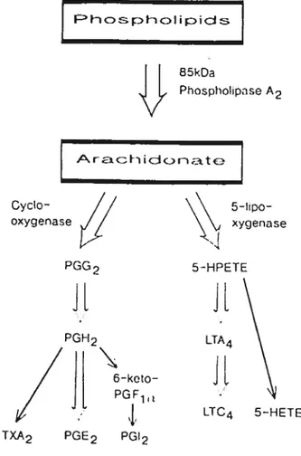 Figure 11. Mécanisme d’action du Diclofenac. Le Diclofenac inhibe la COX-] et COX 2 empêchant la production de prostaglandines et de thromboxanes.