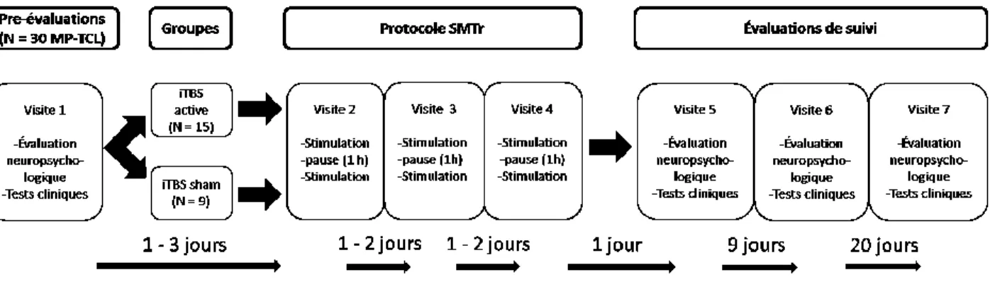 Figure 4. Schéma simplifié résumant l’ensemble du protocole. 