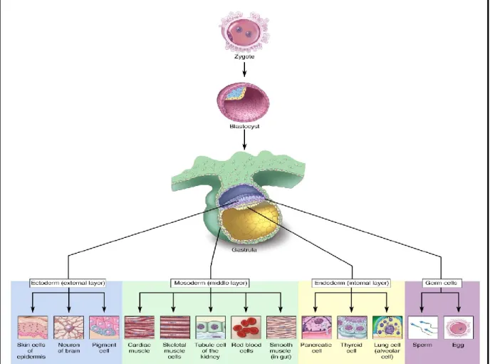 Figure 1: Illustration of the origin and differentiation of the three germ layers.               (Permission obtained from Terese Winslow 