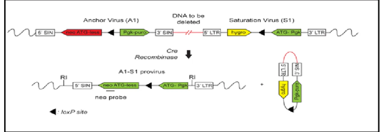 Figure 3: Retro-viral design of the primary A1 and secondary S1 Saturation virus. 