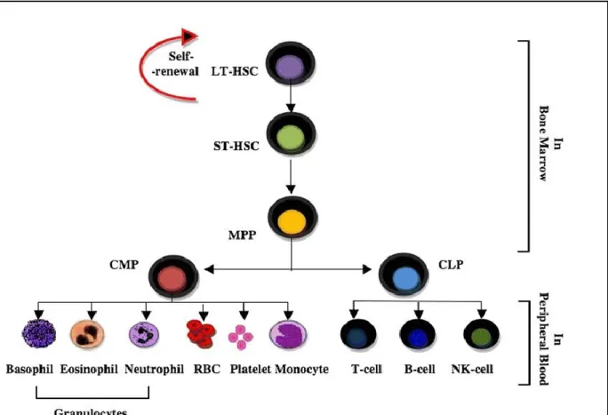 Figure  5:  Hierarchy  of  hematopoietic  stem  cells  -  Illustration  of  the  hierarchy  of  HSPCs  based  on  self-renewal  and  differentiation  capacity  (Permission  obtained,  .Maha M