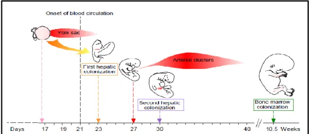 Figure  6:  Ontogeny  of  hematopoiesis  –  Illustration  of  the  developmental  ontogeny  in  humans