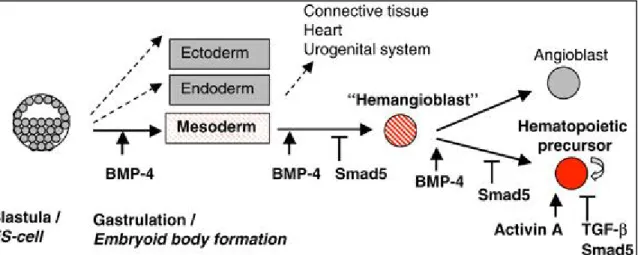 Figure 8: SMAD signaling at different stages during hematopoietic commitment - SMAD  signaling  regulates  HSC  specification  and  its  subsequent  expansion  critically  at  different  stages (Jonas Larson et al, 2005, Oncogene