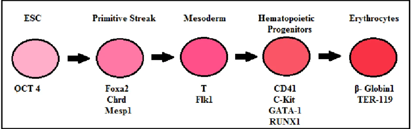 Figure  9:  Lineage-specific  gene  markers  used  to  assess  hematopoietic  differentiation  from ES cells
