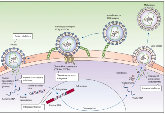 Figure 1. Cycle de réplication du VIH et action des antirétroviraux tirée de Maartens G., 