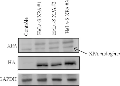 Figure 3: Expression de XPA marquée à Flag et HA dans les cellules HeLa-S  