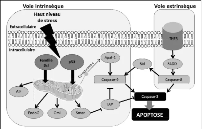 Figure 2. Activation des voies intrinsèque et extrinsèque de l’apoptose. L’activation de la  voie  intrinsèque (encadré à gauche)  implique  la relâche du cytochrome c de  la  mitochondrie  qui  vient  activer  Apaf-1,  la  caspase-9,  initiatrice  de  l’a