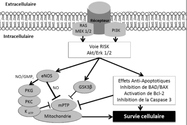 Figure  3.  Activation  de  la  voie  RISK.  L'activation  des  récepteurs  tyrosine  kinase  et  des  récepteurs couplés aux protéines G vont activer les kinases Akt et Erk1/2 pour encourager la  survie  cellulaire  via  différents  effecteurs  :  la  syn