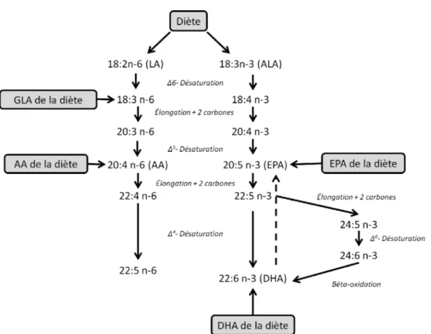 Figure  5.  Métabolisme  des  oméga-3  et  oméga-6.  L'acide  linoléique  (LA)  et  l'acide  alpha- alpha-linolénique (ALA) acquis par la diète sont métabolisés en différents acide gras oméga-3 (ω-3)  et oméga-6 (ω-6) par les désaturases et élongases pour 