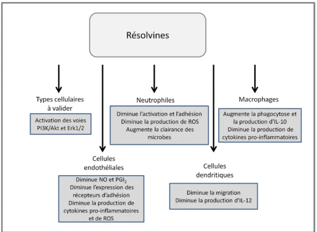 Figure  7.  Mécanismes  d'action  des  résolvines  sur  les  différents  types  cellulaires