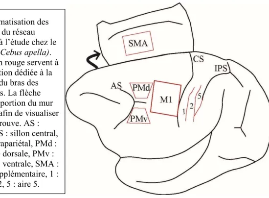 Figure 2: Schématisation des  aires corticales du réseau  sensorimoteur à l’étude chez le  singe capucin (Cebus apella)