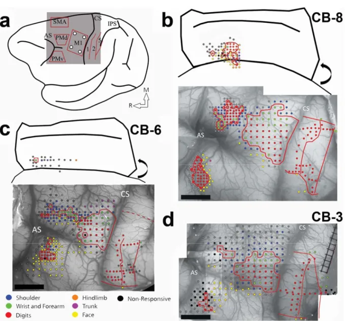 Figure 1. Electrophysiological mapping. a) Cartoon showing a lateral view of the brain and  the approximate location of the craniotomy (grey square) and the areas of the frontal and  parietal cortex studied with electrophysiological mapping methods