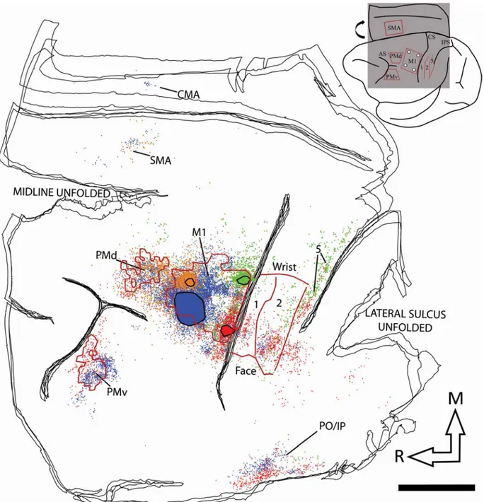 Figure 4. Reconstruction of the labelled cell bodies in CB-8.  The cartoon (up right corner)  illustrates the approximate extent and location of the sections within the Cebus brain
