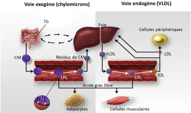 Figure 1. Transport des triglycérides par la voie exogène (par les chylomicrons) ou par la voie  endogène (par les VLDL)