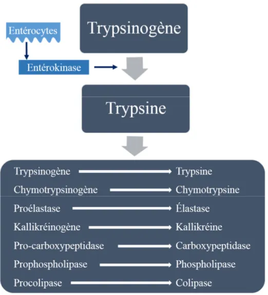 Figure 2. Mécanisme en condition normale du trypsinogène et des enzymes de digestion.  En condition normale, le trypsinogène est synthétisé dans le pancréas, mais s’active seulement dans le  duodénum  en  présence  de  l’entérokinase  pour  former  la  try
