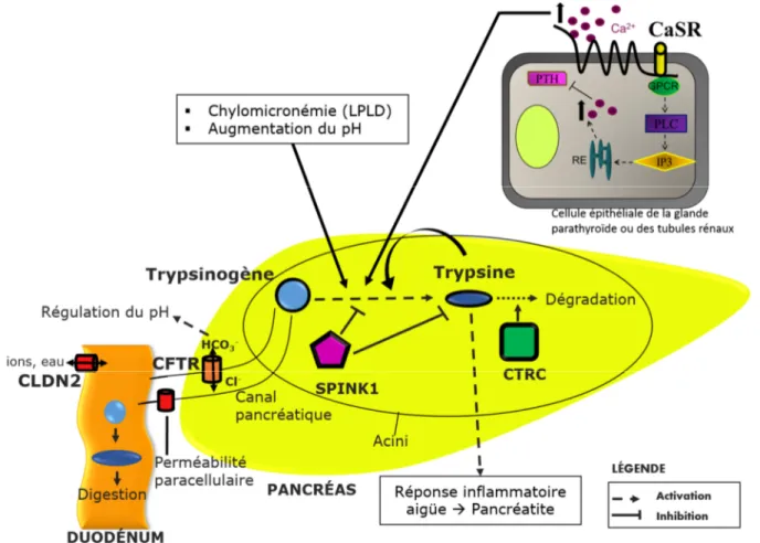 Figure 3. Représentation schématique du mécanisme de la pancréatite induite par une hyperchylomicronémie