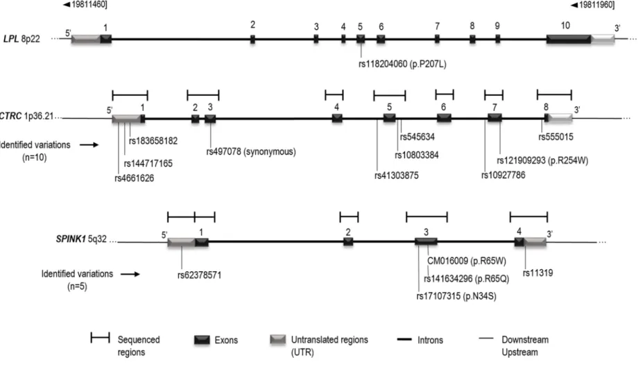 Figure 5: Schematic representation of the LPL, CTRC and SPINK1 genes structure.  