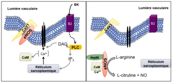 Figure	
  2:	
  L’activation	
  de	
  eNOS	
  par	
  le	
  calcium	
  et	
  sa	
  régulation	
  par	
  la	
  liaison	
  à	
  la	
  cavéoline	
   (CaV1)	
  