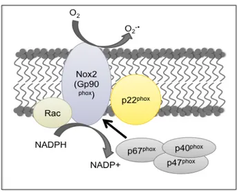 Figure	
  7:	
  Production	
  d’anion	
  superoxyde	
  par	
  la	
  NADPH	
  oxydase	
  suite	
  à	
  l’association	
  de	
  ses	
   sous-­‐unités.	
  