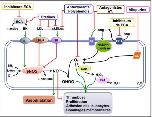 Figure	
  11:	
  Les	
  multiples	
  stratégies	
  thérapeutiques	
  contre	
  la	
  dysfonction	
  endothéliale.	
  