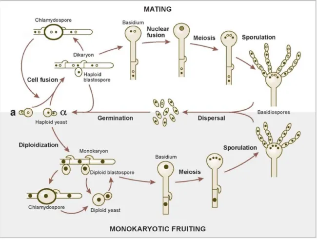Figure 1. Mating and monokaryotic fruiting of Cryptococcus  (Lin and Heitman 2006) 