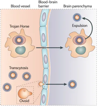 Figure 3. Cryptococcal mechanisms of crossing the blood-brain barrier (Kronstad et al