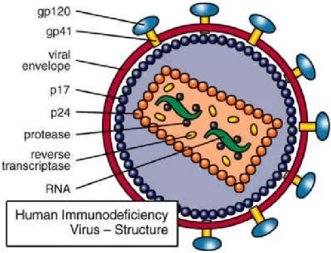 Figure 4. Human Immunodeficiency Virus (HIV) structure (from www.avert.org/hiv- www.avert.org/hiv-virus.htm) 