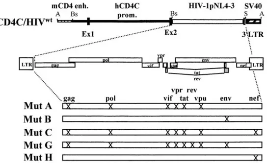 Figure 6. Genetic construction of CD4C/HIV Mut  transgenic mice.  The X`s represent 