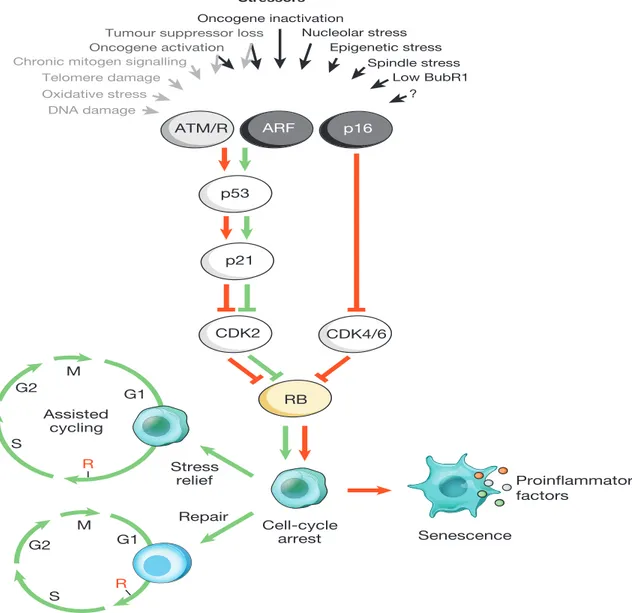 Figure 1 | Senescence-inducing stimuli and main effector pathways.