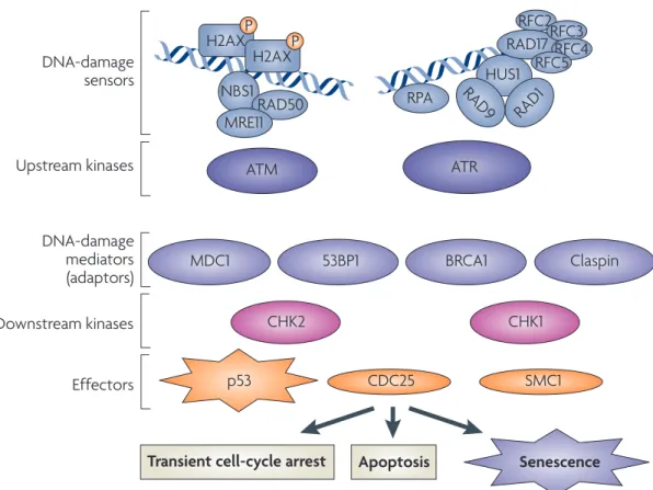 Figure 3 | The DNA-damage response. DNA damage in the form of DNA double-strand  breaks and other DNA discontinuities is thought to be sensed by a host of factors such as  replication protein A (RPA) and replication factor C (RFC)-like complexes (which con