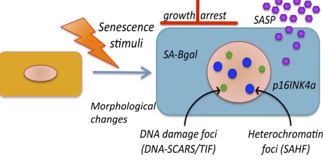 Figure 4. Le phénotype sénescent. L’arrêt de prolifération est commun aux cellules quiescentes, en  différenciation  terminale  et  sénescentes