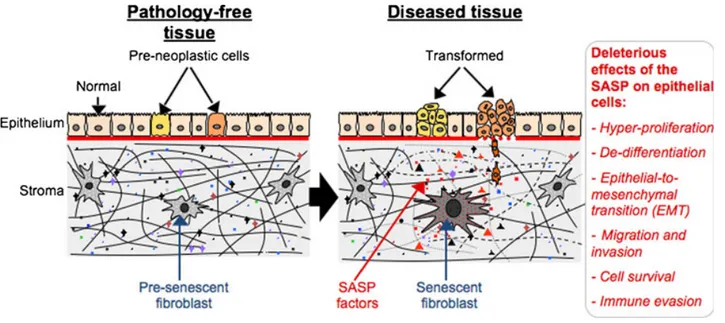 Fig. 1 Stimuli that trigger cellular senescence. DNA damage or mitogenic signals of sufficient magnitude, as well as other stresses, can cause cells to permanently arrest and senesce