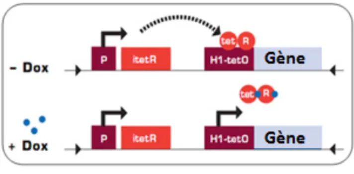 Figure 8. Le système Tet repressor – Tet-ON. Le système inductible TET repressor ou  TR3,  dans  lequel  le  TET  repressor  empêche  l’expression  d’un  gène  d’intérêt
